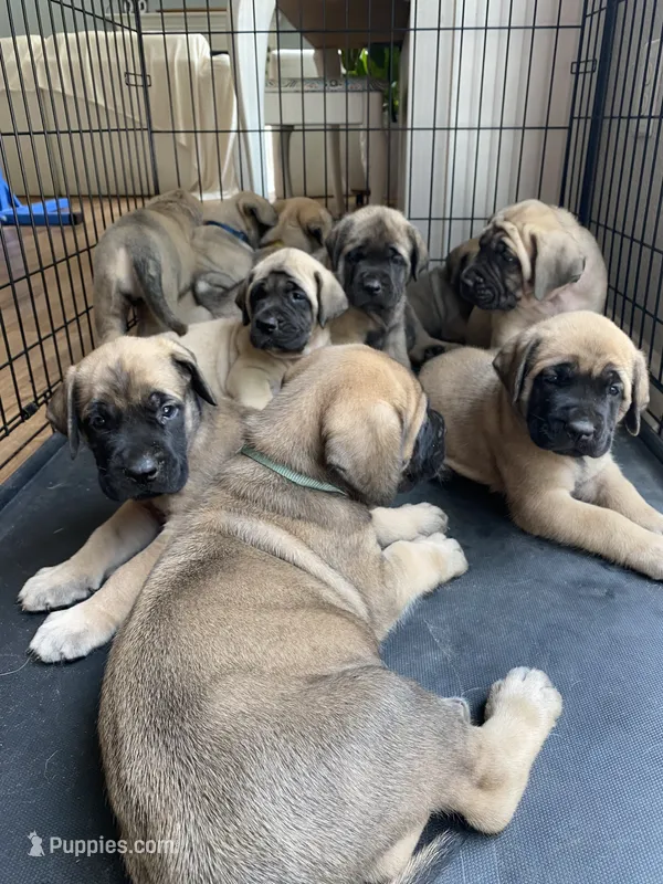 Bolt – English Mastiff puppy for sale in Chesapeake, VA