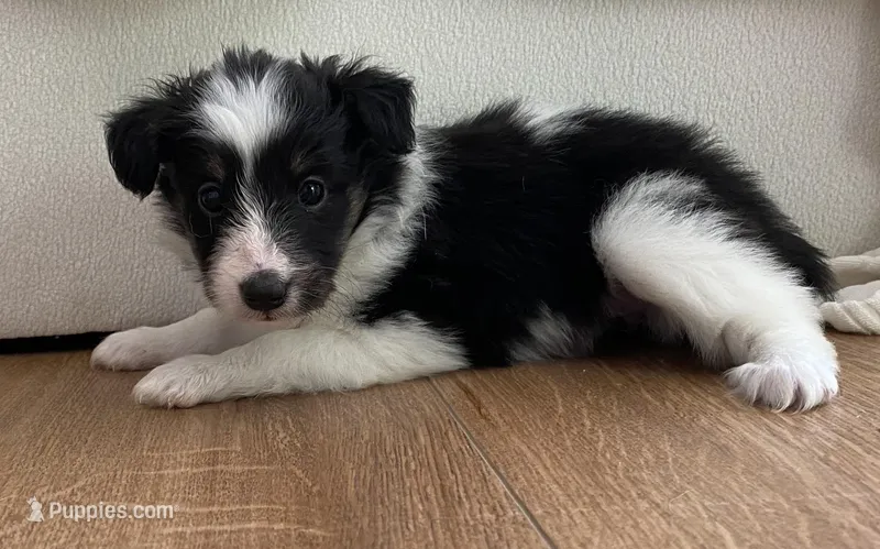 Squeek – Shetland Sheepdog puppy for sale in Chesapeake, VA