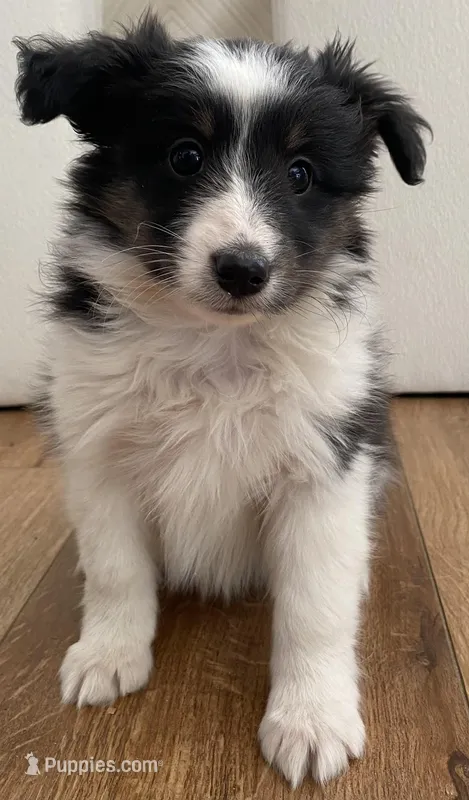 Squeek – Shetland Sheepdog puppy for sale in Chesapeake, VA