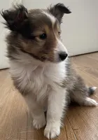 Charlie, a male Shetland Sheepdog for sale in Chesapeake, VA – 2 of 7