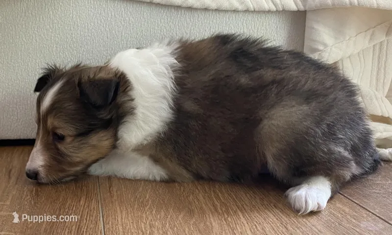 Bob – Shetland Sheepdog puppy for sale in Chesapeake, VA