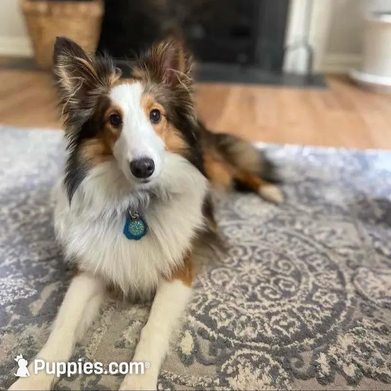Charlie, a male Shetland Sheepdog for sale in Chesapeake, VA – 6 of 7