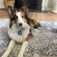 Bob, a male Shetland Sheepdog for sale in Chesapeake, VA – Photo 3 of 3