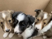 Bob, a male Shetland Sheepdog for sale in Chesapeake, VA – Photo 2 of 3