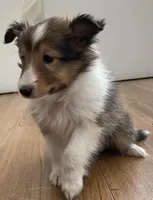 Charlie, a male Shetland Sheepdog for sale in Chesapeake, VA – 3 of 7