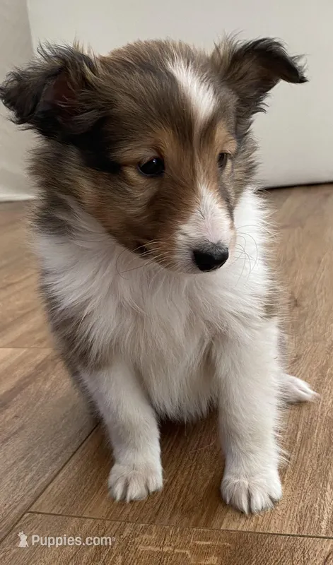 Bob – Shetland Sheepdog puppy for sale in Chesapeake, VA