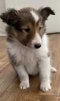 Charlie, a male Shetland Sheepdog for sale in Chesapeake, VA – 1 of 7