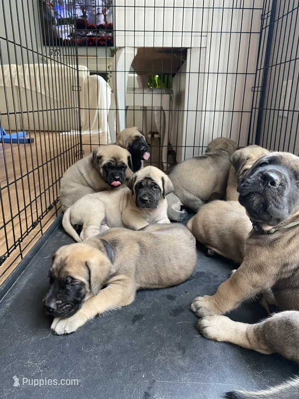 Aladdin – English Mastiff puppy for sale in Chesapeake, VA