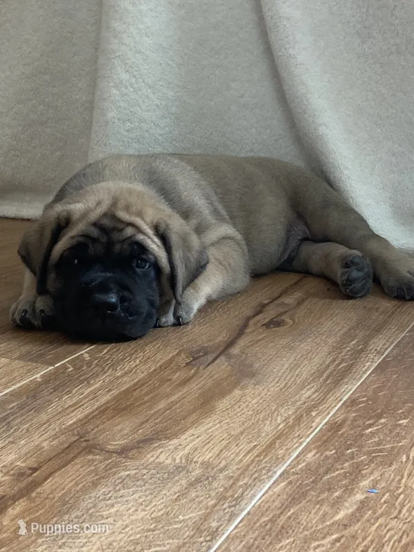 Belle – English Mastiff puppy for sale in Chesapeake, VA