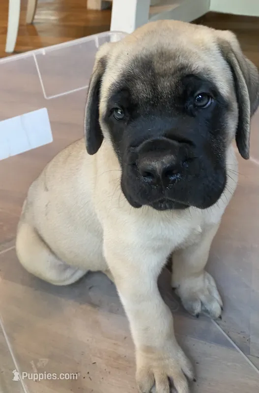 Aladdin – English Mastiff puppy for sale in Chesapeake, VA