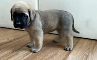 Duke, a male English Mastiff for sale in Chesapeake, VA – 2 of 5
