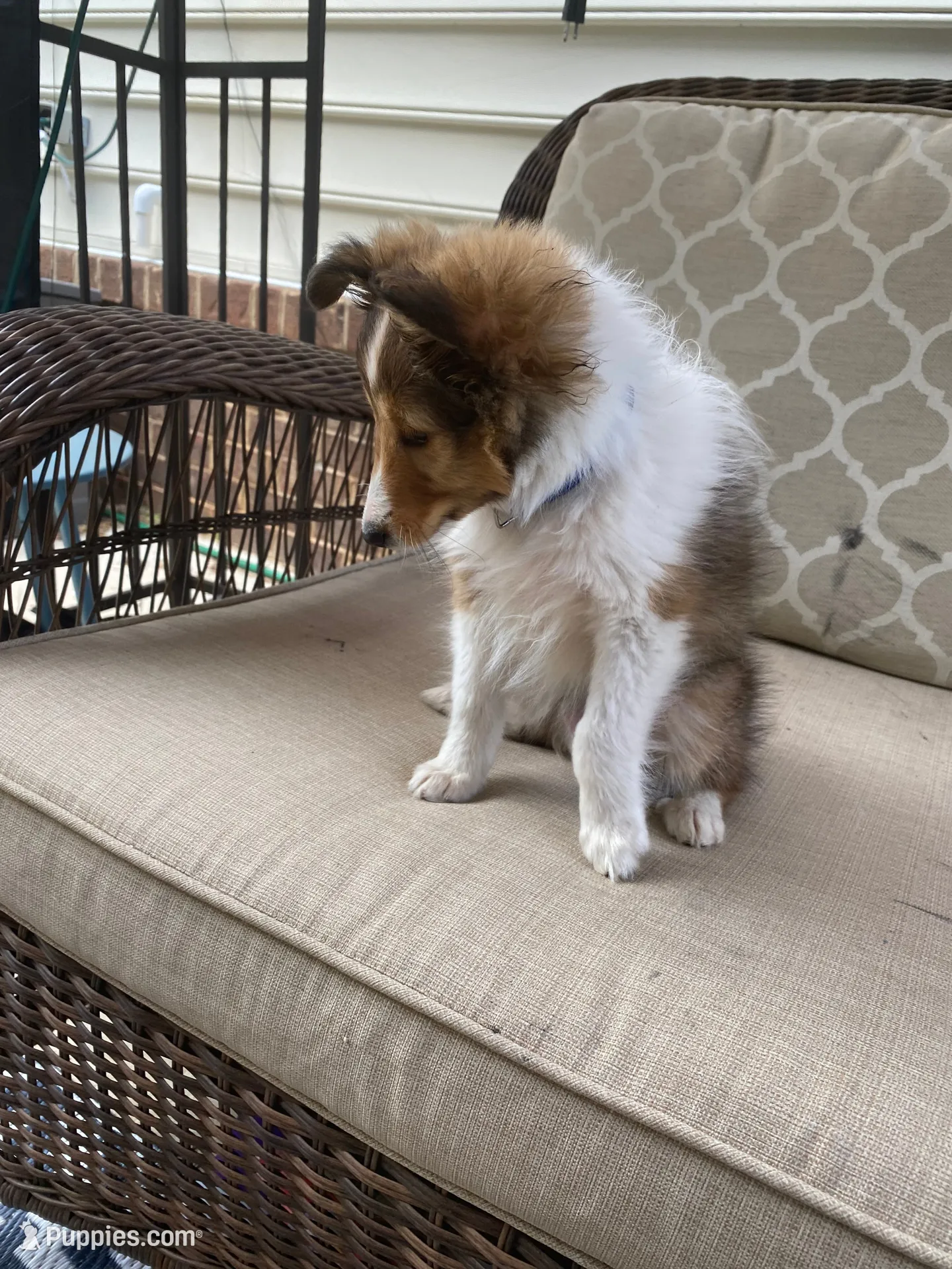 Charlie, a male Shetland Sheepdog for sale in Chesapeake, VA – 3 of 10