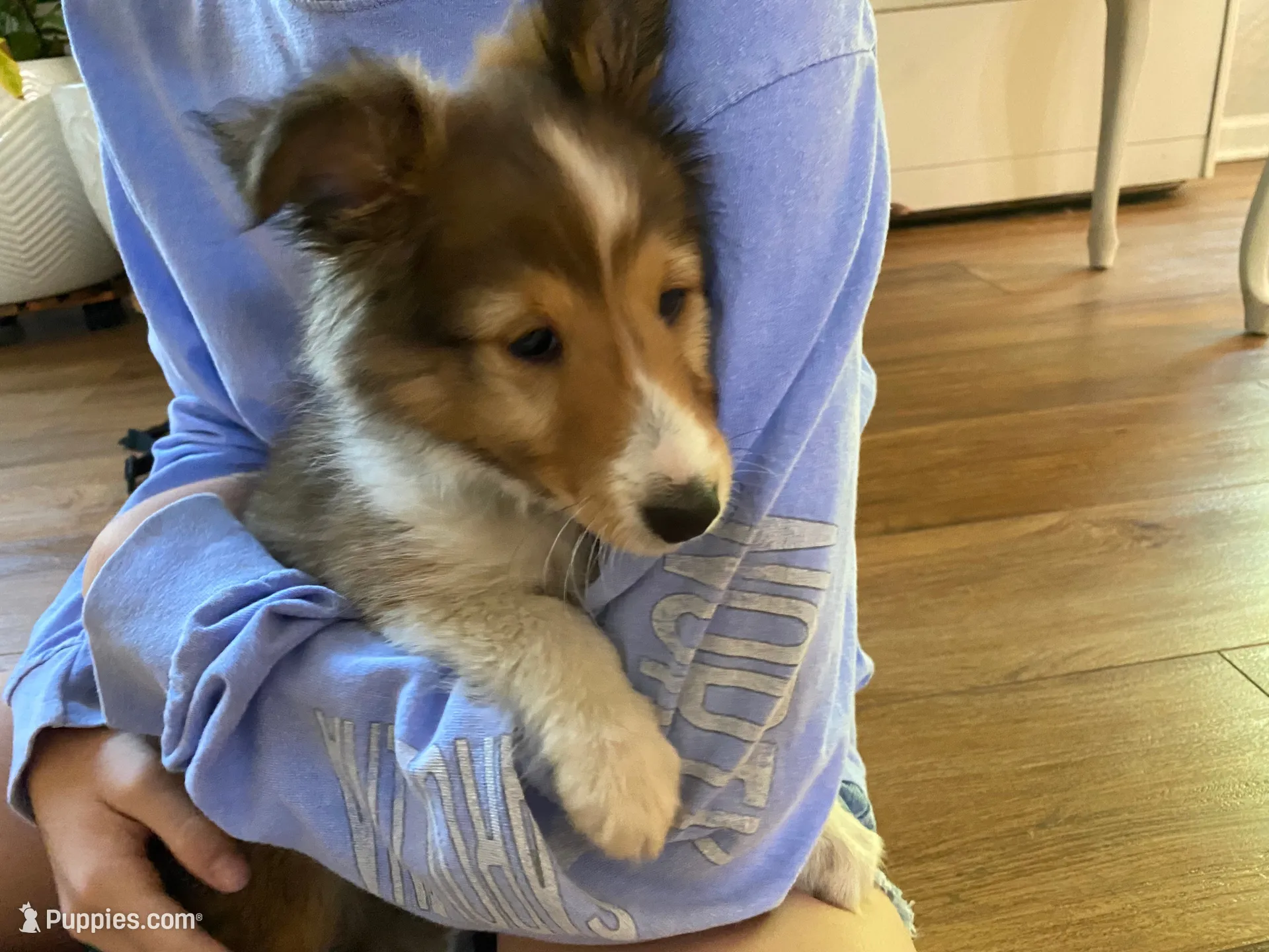Charlie, a male Shetland Sheepdog for sale in Chesapeake, VA – 8 of 10