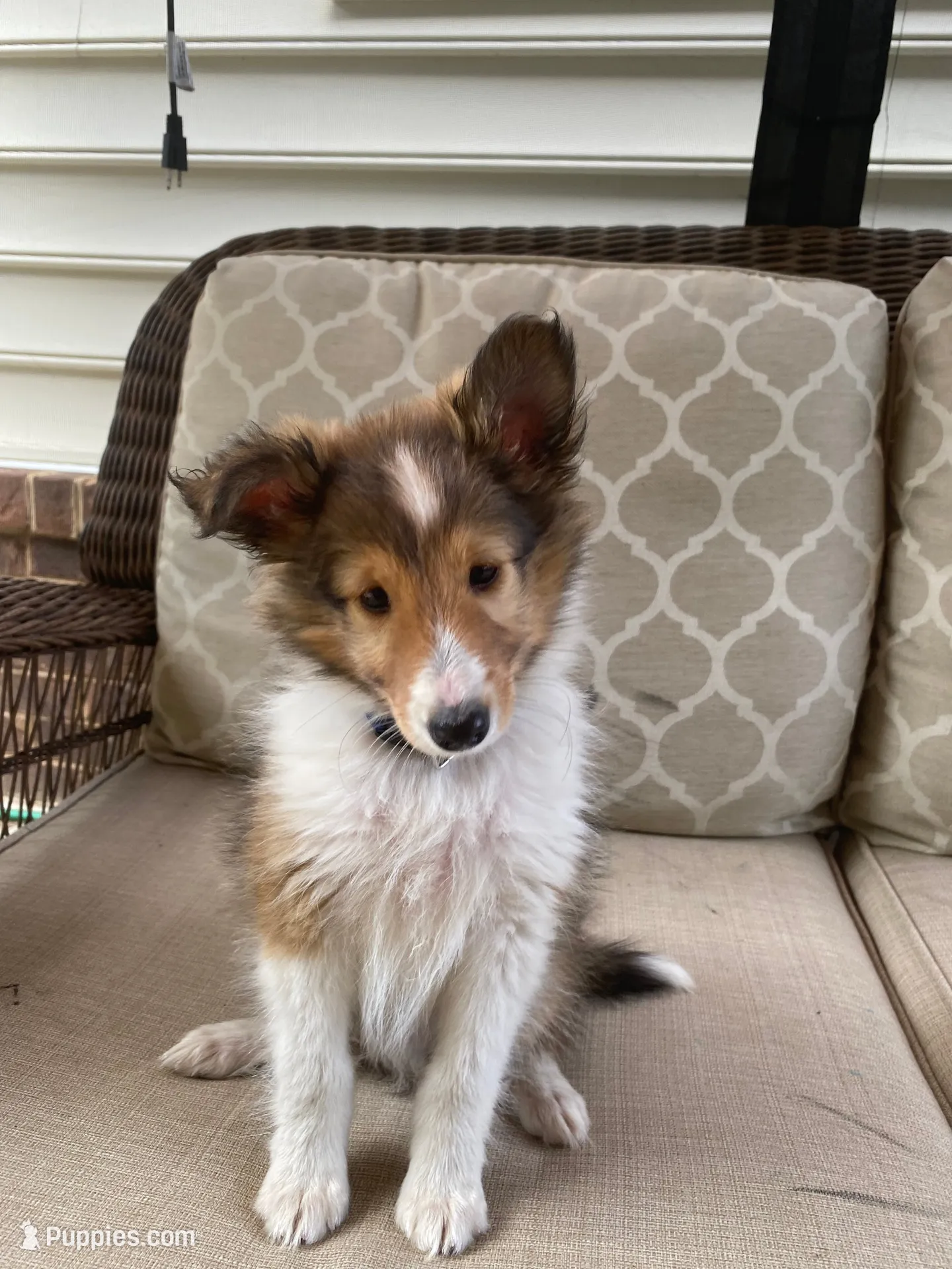 Charlie, a male Shetland Sheepdog for sale in Chesapeake, VA – 4 of 10