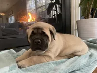 Belle, a female English Mastiff for sale in Chesapeake, VA – 3 of 3