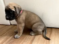 Aurora, a female English Mastiff for sale in Chesapeake, VA – 2 of 6