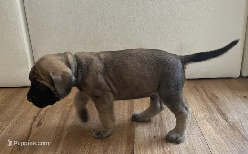 Belle – English Mastiff puppy for sale in Chesapeake, VA