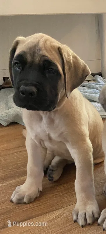 Bolt – English Mastiff puppy for sale in Chesapeake, VA