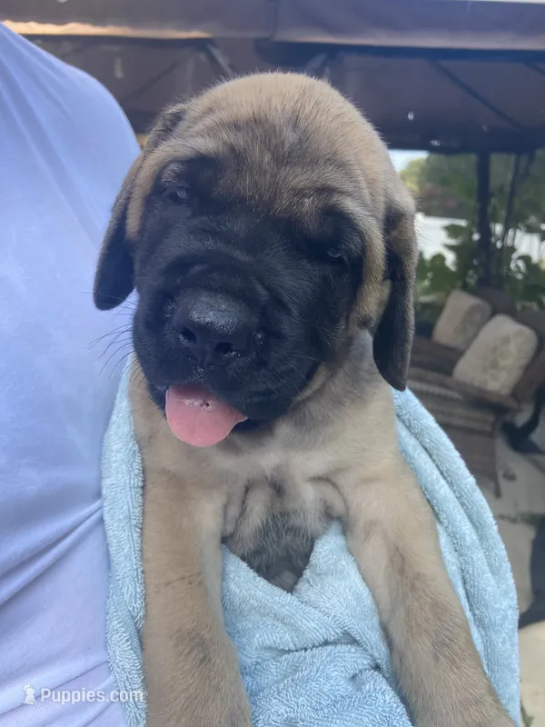 Duke – English Mastiff puppy for sale in Chesapeake, VA