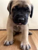 Chelsea, a female English Mastiff for sale in Chesapeake, VA – 3 of 6