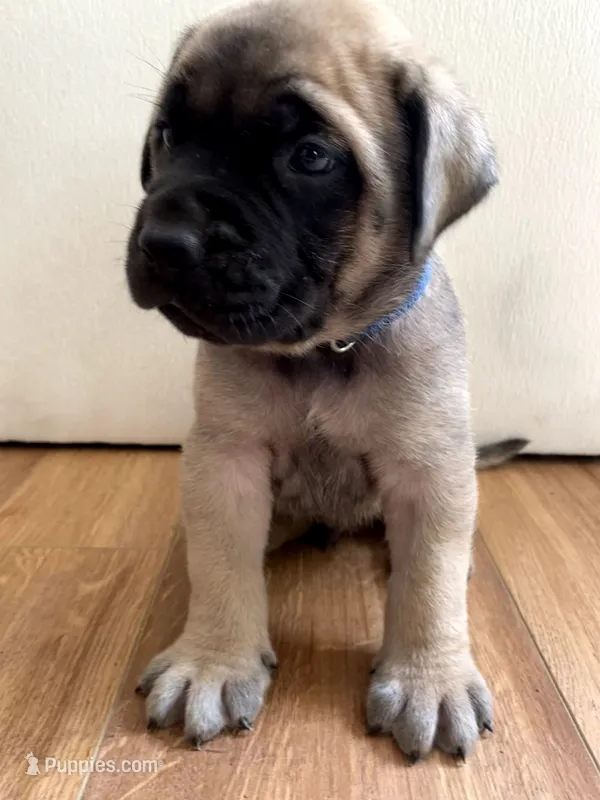 Aladdin – English Mastiff puppy for sale in Chesapeake, VA
