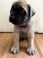 Aladdin, a male English Mastiff for sale in Chesapeake, VA – 1 of 5