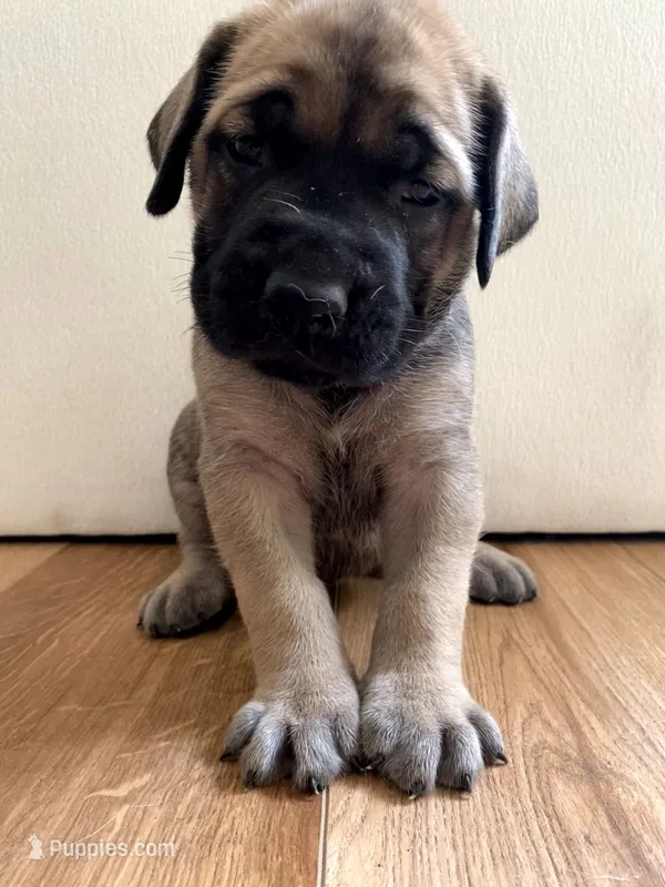 Rapunzel – English Mastiff puppy for sale in Chesapeake, VA