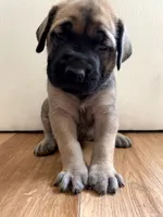 Rapunzel, a female English Mastiff for sale in Chesapeake, VA – 1 of 6