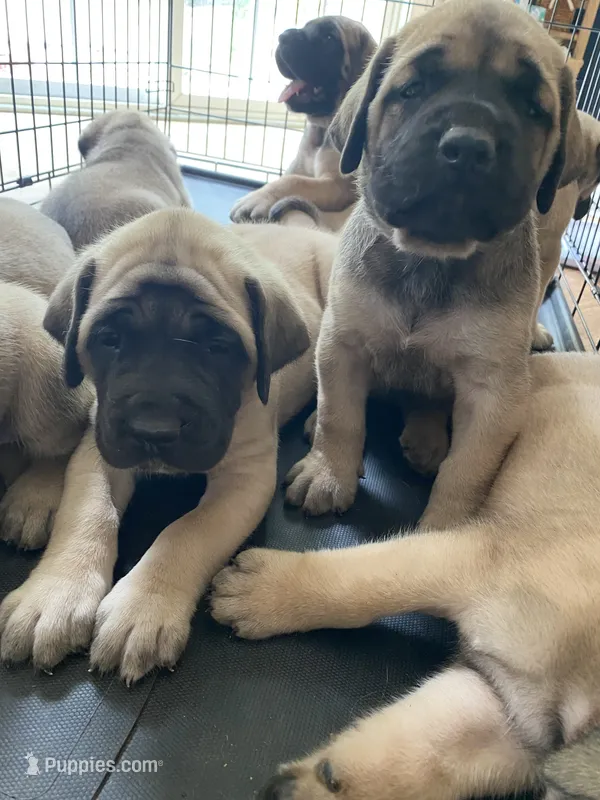 Aurora – English Mastiff puppy for sale in Chesapeake, VA