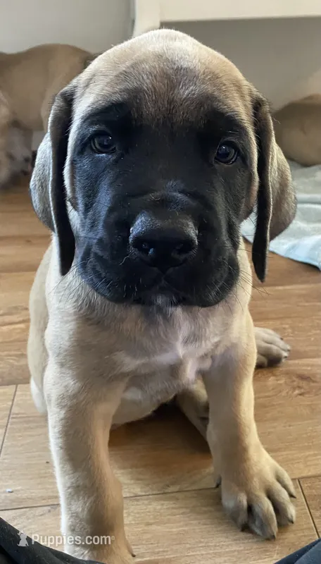 Duke – English Mastiff puppy for sale in Chesapeake, VA