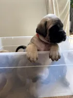 Ariel, a female English Mastiff for sale in Chesapeake, VA – 3 of 5