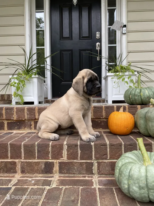 Peach – English Mastiff puppy for sale in Chesapeake, VA