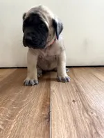 Ariel, a female English Mastiff for sale in Chesapeake, VA – 2 of 5