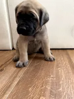 Chelsea, a female English Mastiff for sale in Chesapeake, VA – 2 of 6