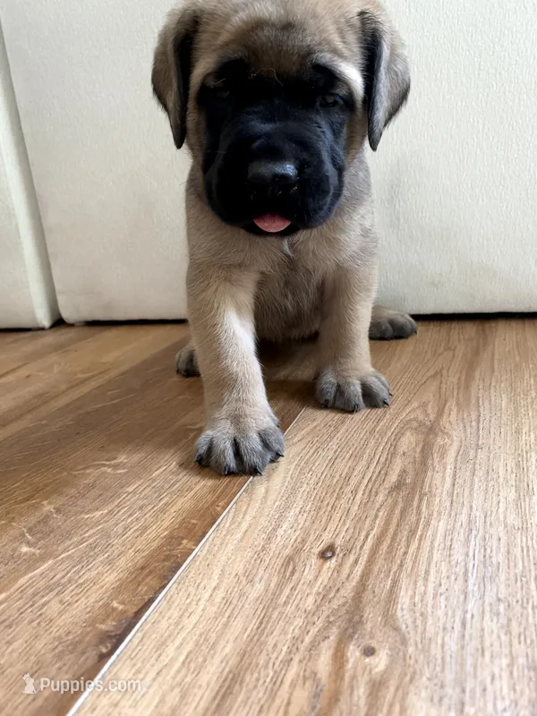 Duke – English Mastiff puppy for sale in Chesapeake, VA