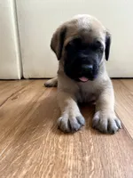 Duke, a male English Mastiff for sale in Chesapeake, VA – 3 of 5