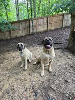 Aurora, a female English Mastiff for sale in Chesapeake, VA – 5 of 6