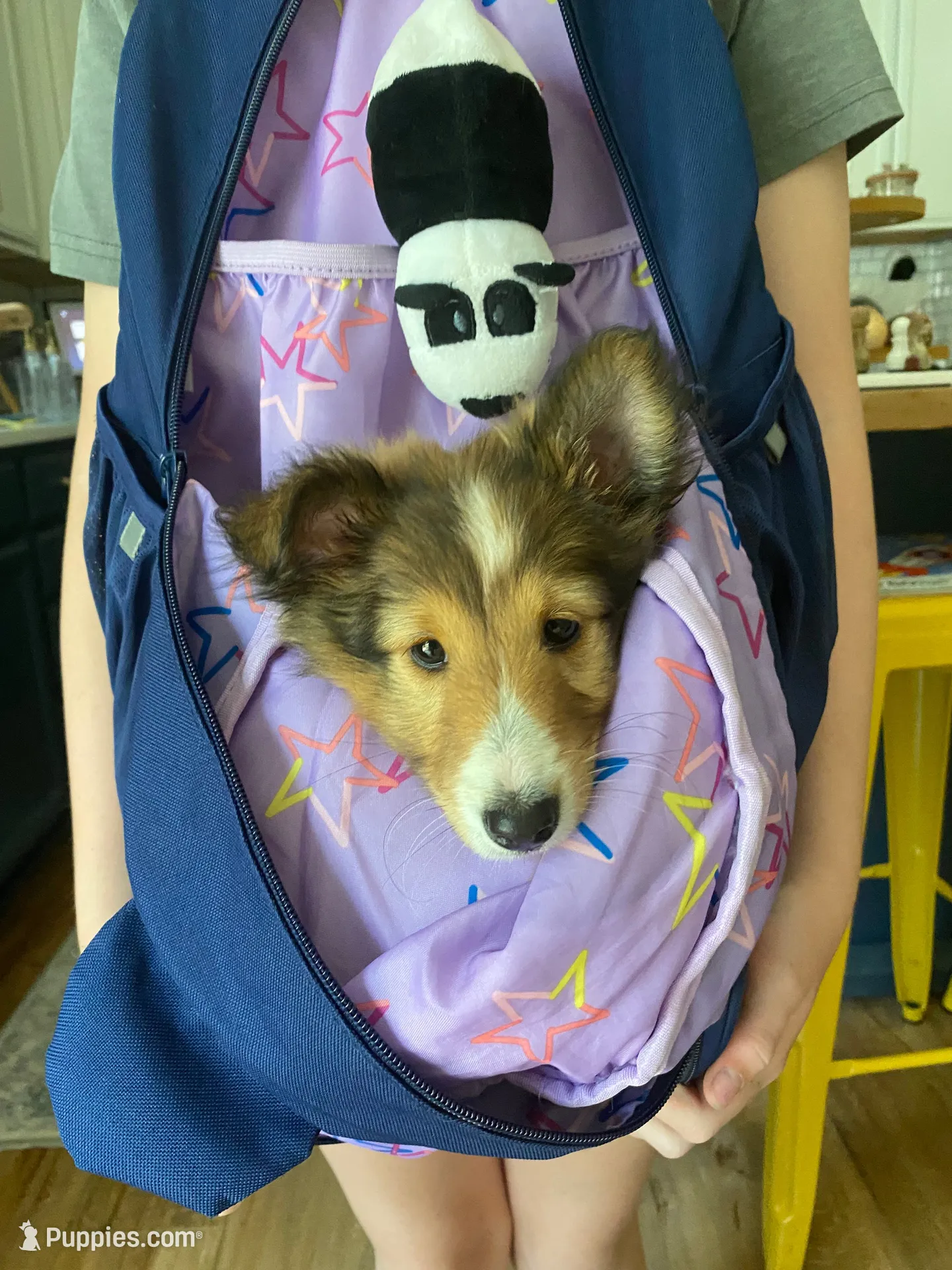 Charlie, a male Shetland Sheepdog for sale in Chesapeake, VA – 5 of 10