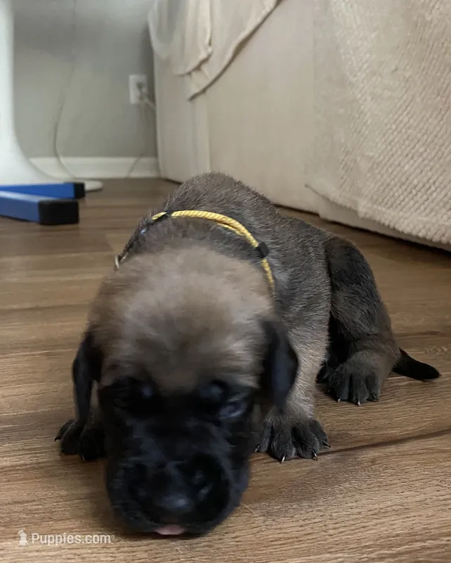 Belle – English Mastiff puppy for sale in Chesapeake, VA
