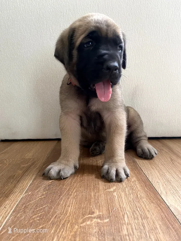 Aurora – English Mastiff puppy for sale in Chesapeake, VA