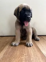 Aurora, a female English Mastiff for sale in Chesapeake, VA – 1 of 6