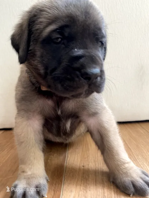 Peach – English Mastiff puppy for sale in Chesapeake, VA