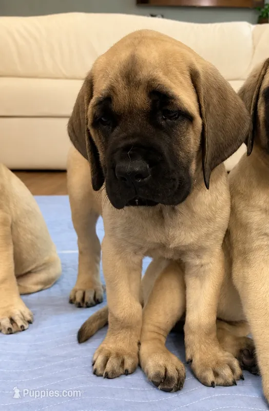Rapunzel – English Mastiff puppy for sale in Chesapeake, VA