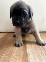 Peach, a female English Mastiff for sale in Chesapeake, VA – 3 of 6