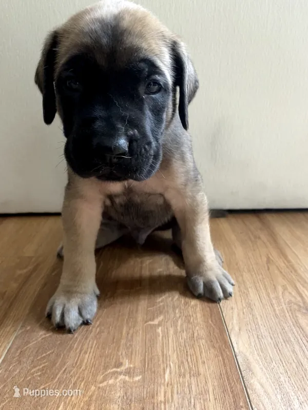 Bolt – English Mastiff puppy for sale in Chesapeake, VA
