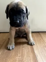 Bolt, a male English Mastiff for sale in Chesapeake, VA – 1 of 4