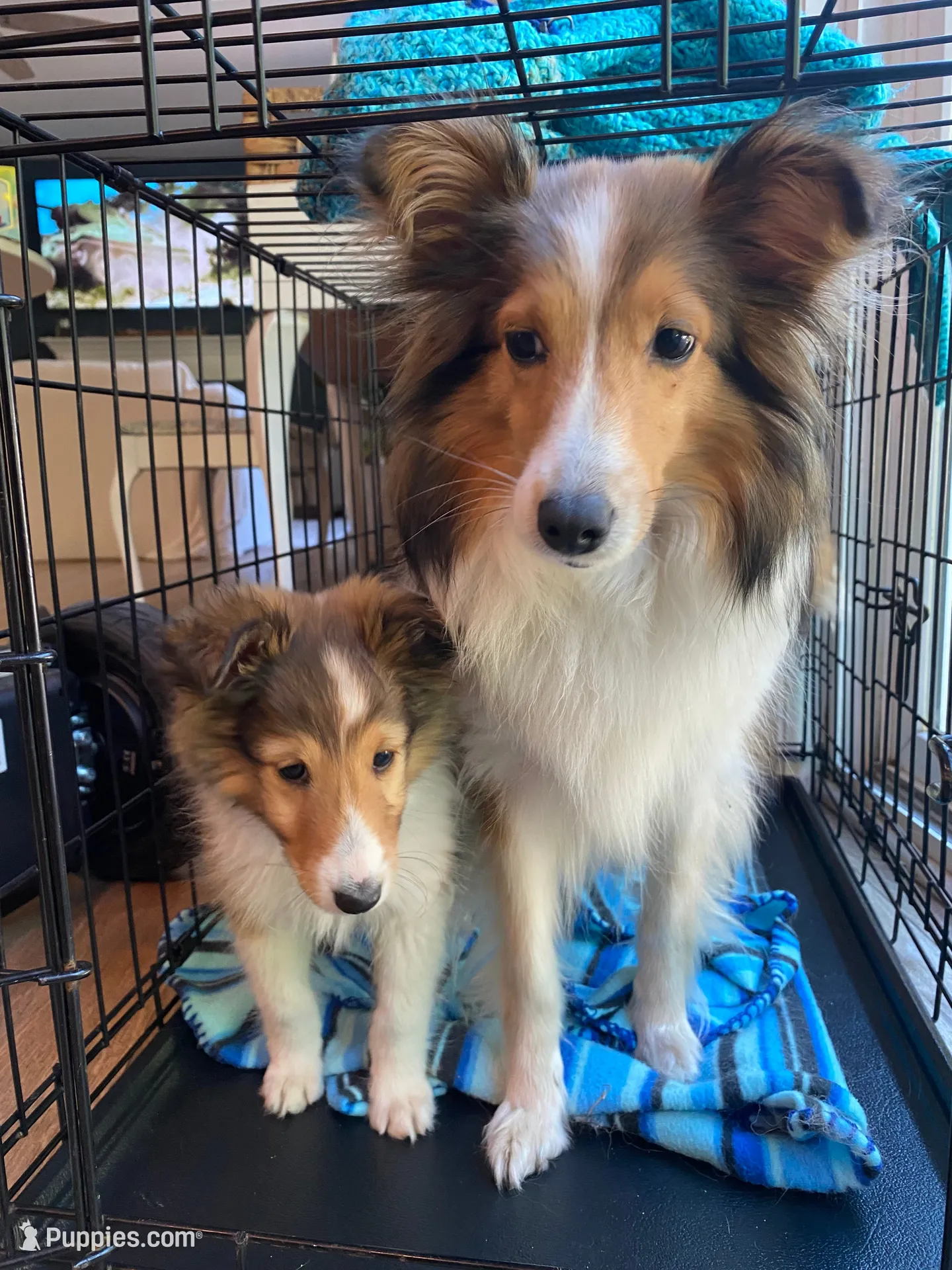 Charlie, a male Shetland Sheepdog for sale in Chesapeake, VA – 2 of 10