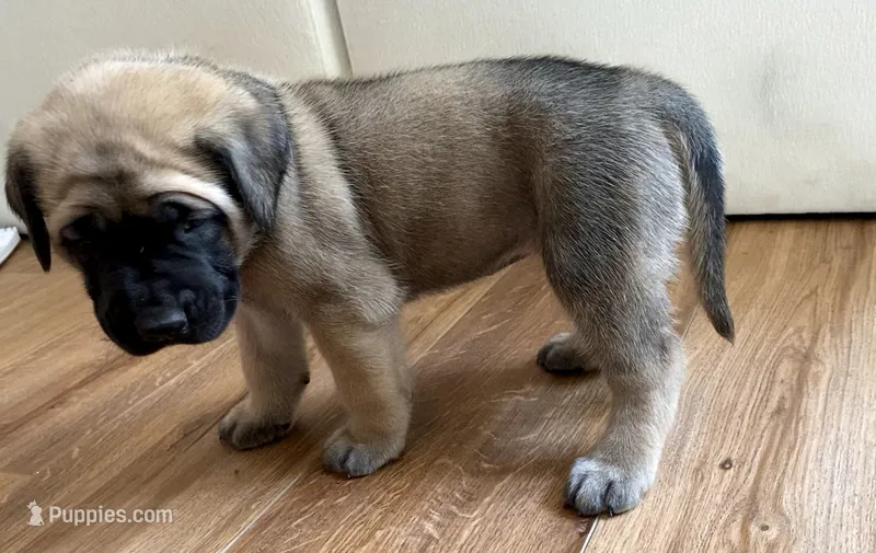 Chelsea – English Mastiff puppy for sale in Chesapeake, VA