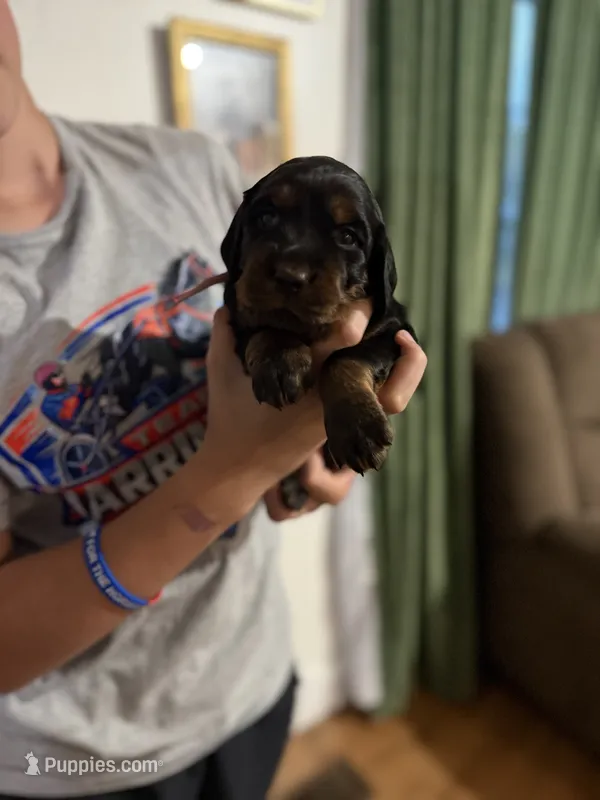 Female – Gordon Setter puppy for sale in South China, ME