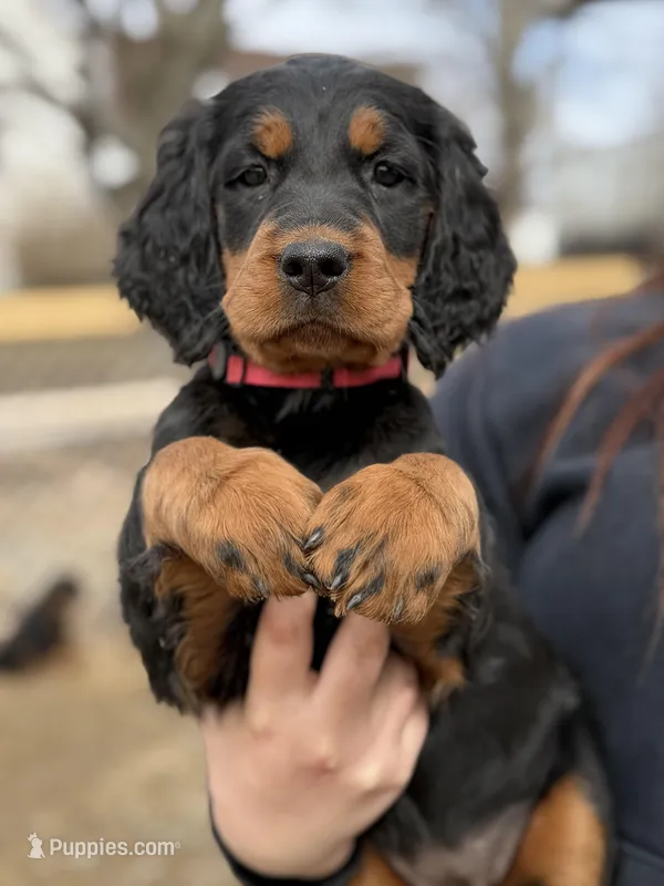 Pink, a female Gordon Setter for sale in South China, ME – Photo 1 of 1